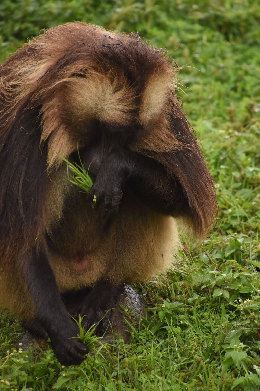Gelada