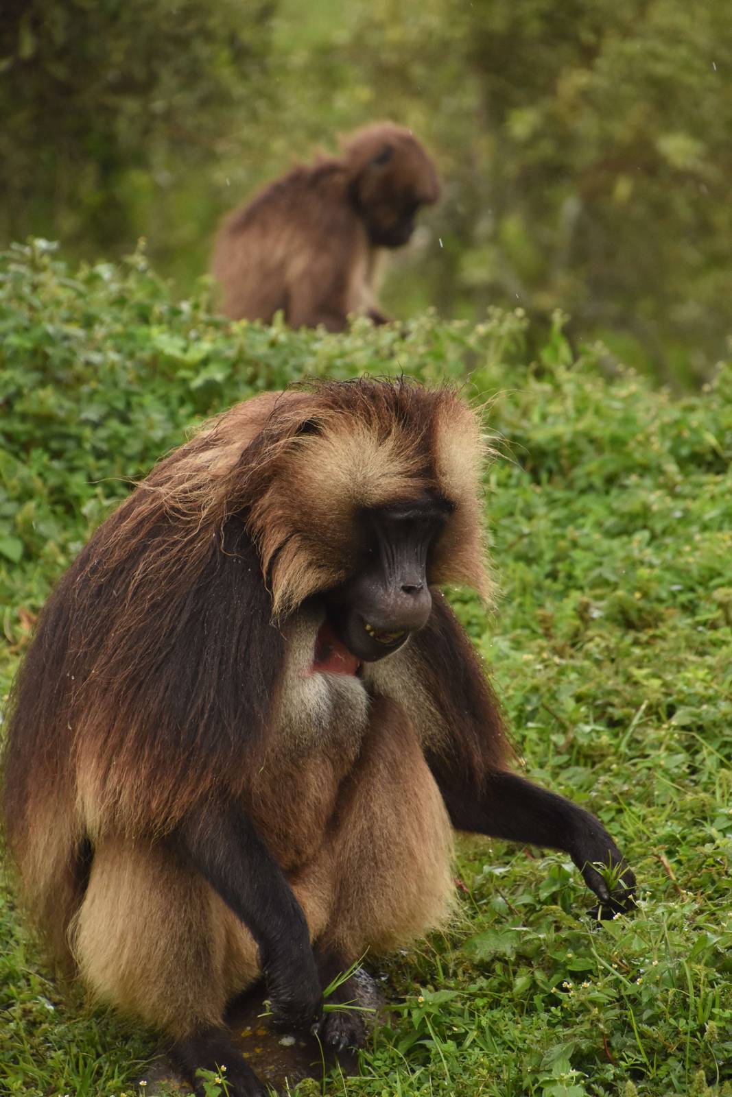 Gelada