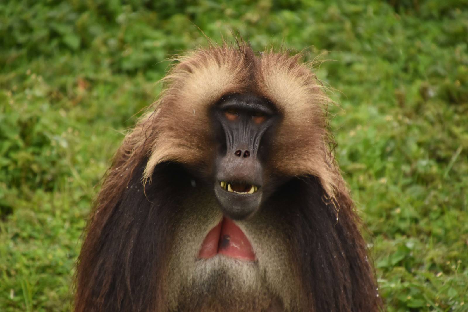 Gelada