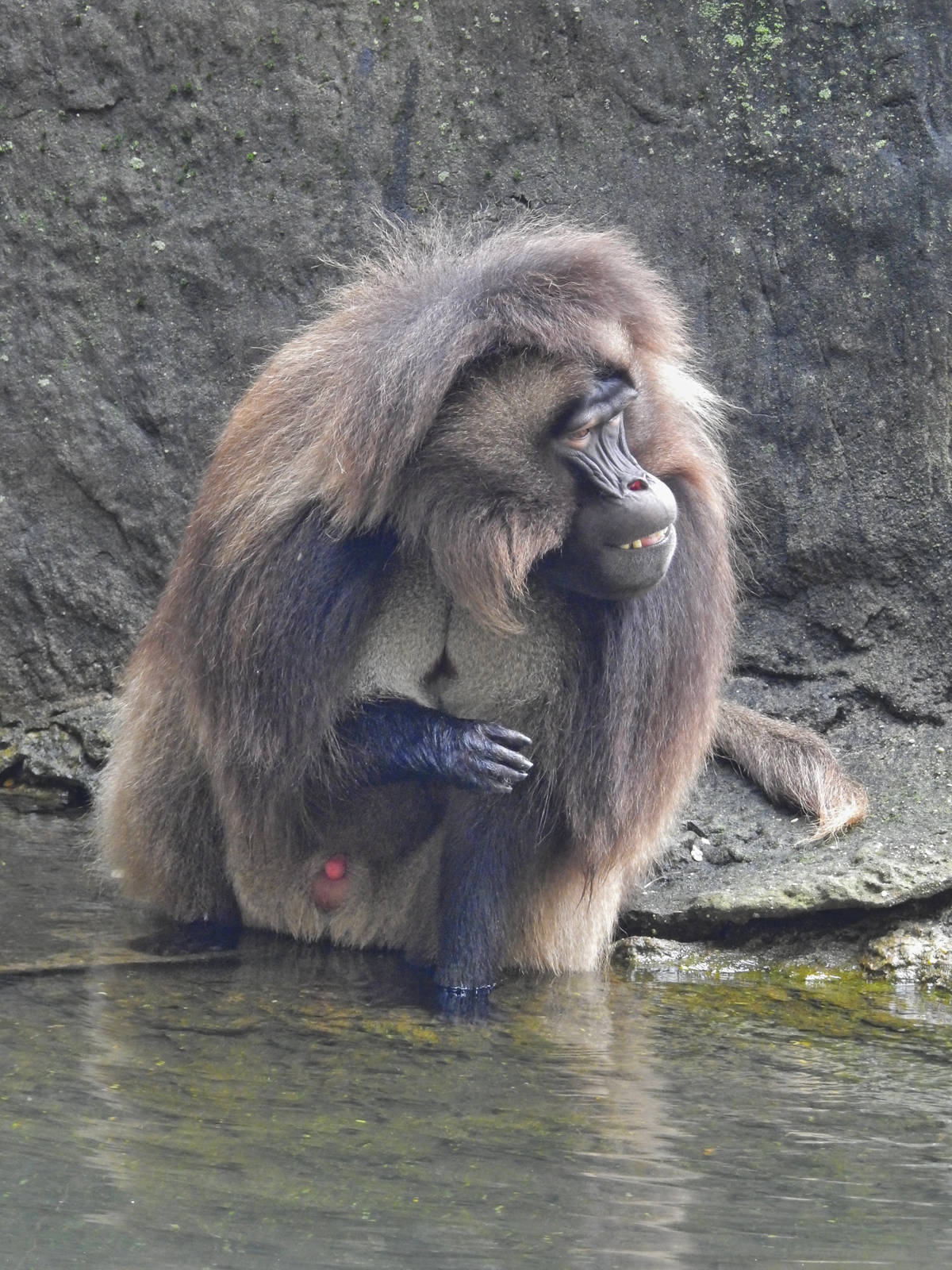 Gelada