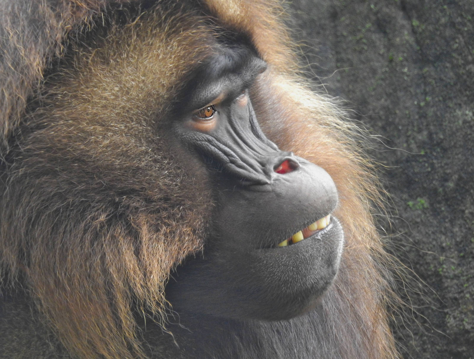 Gelada