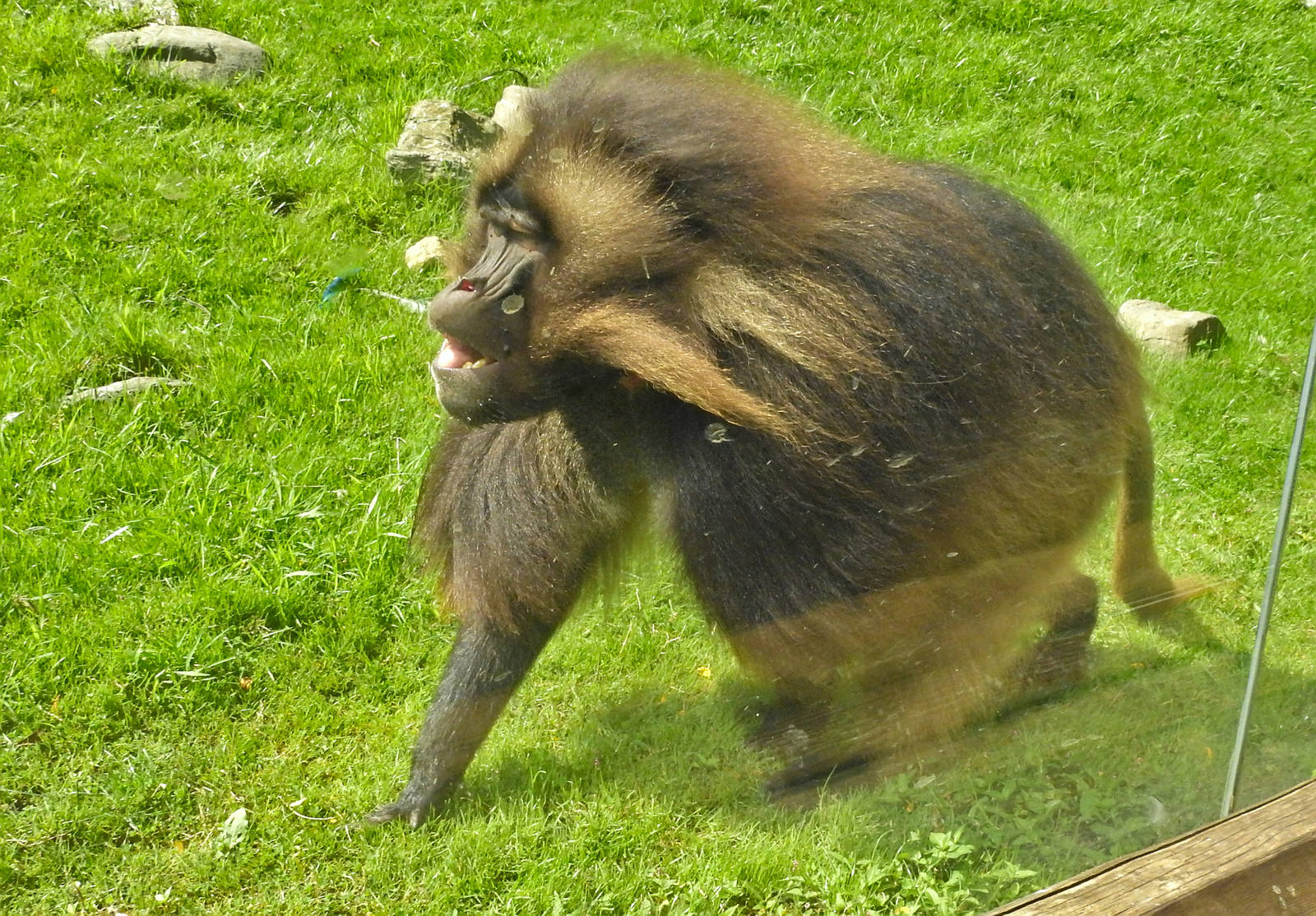 Gelada