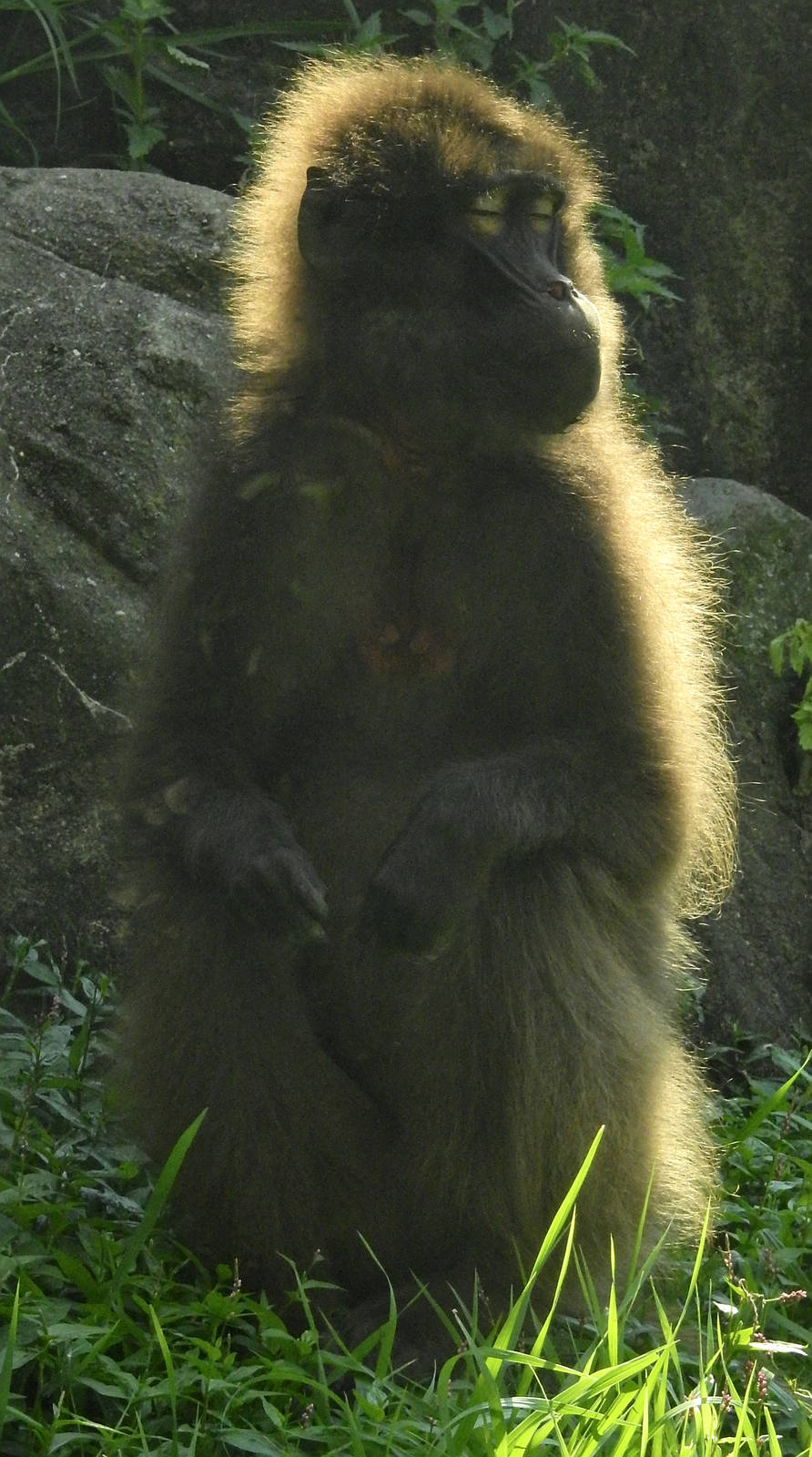 Gelada