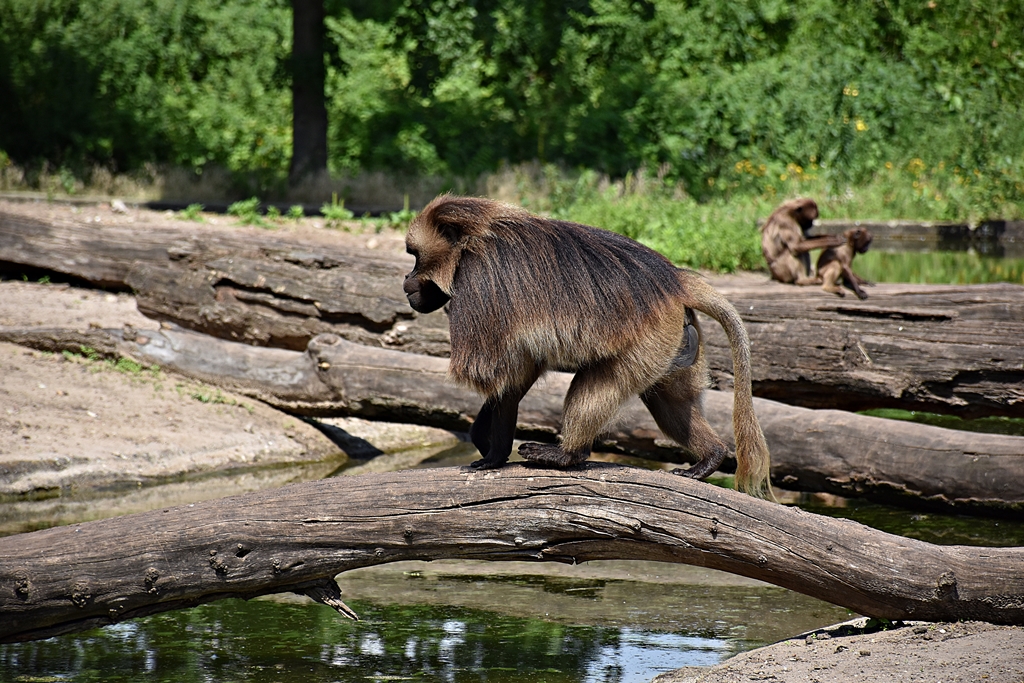 Gelada