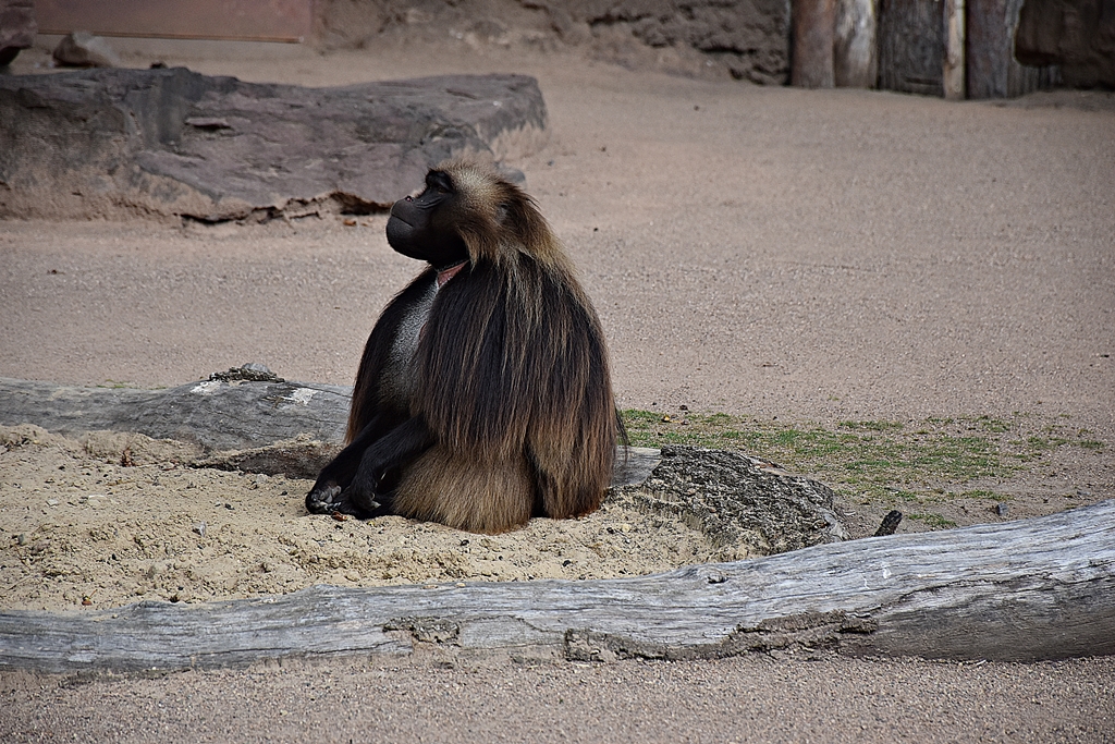 Gelada