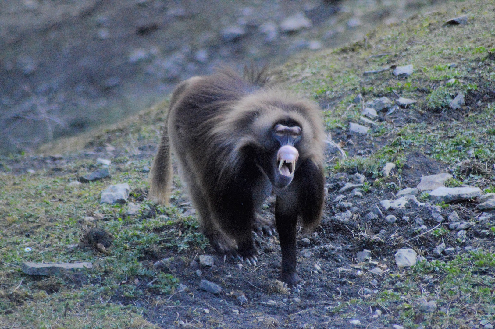 Gelada