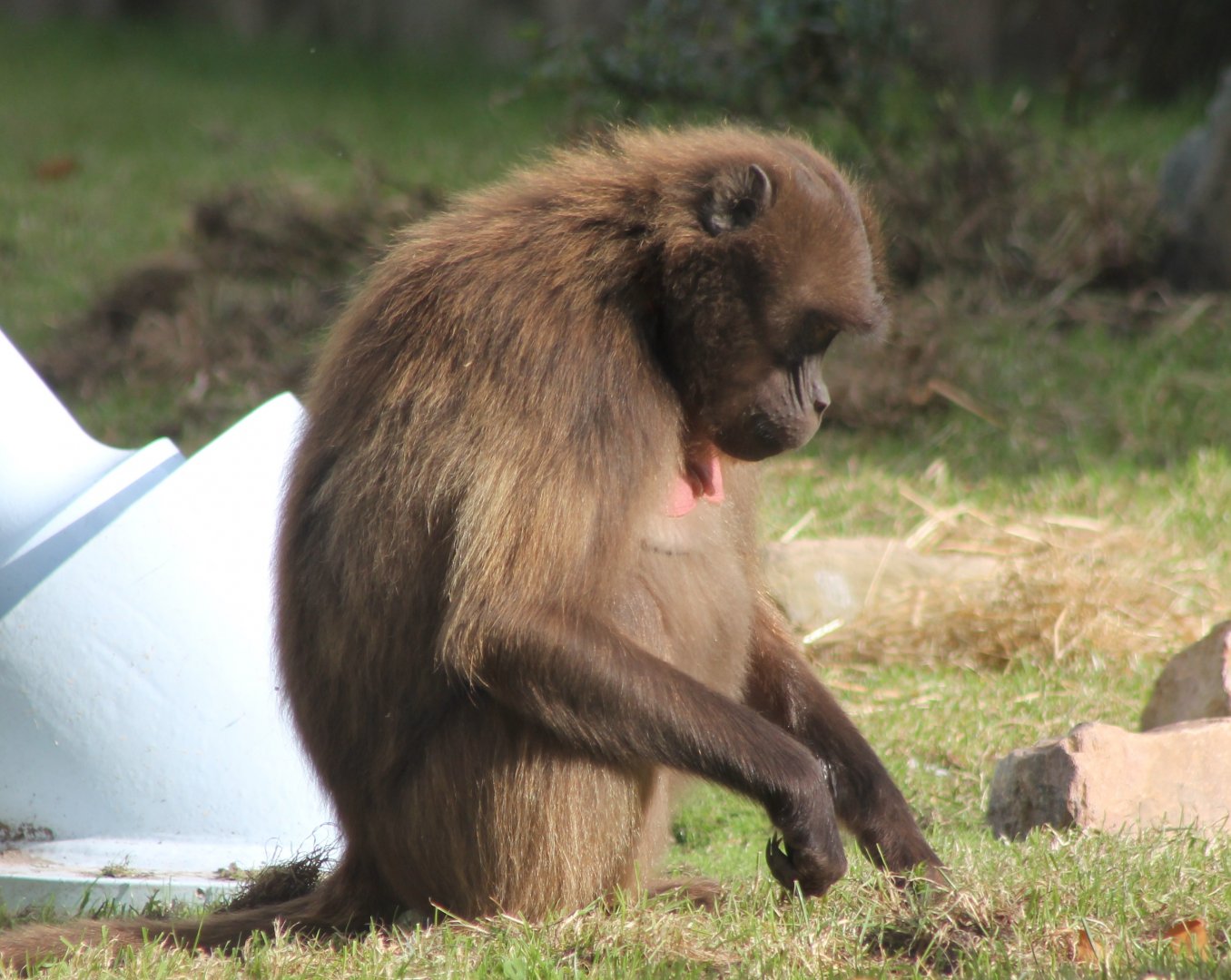 Gelada