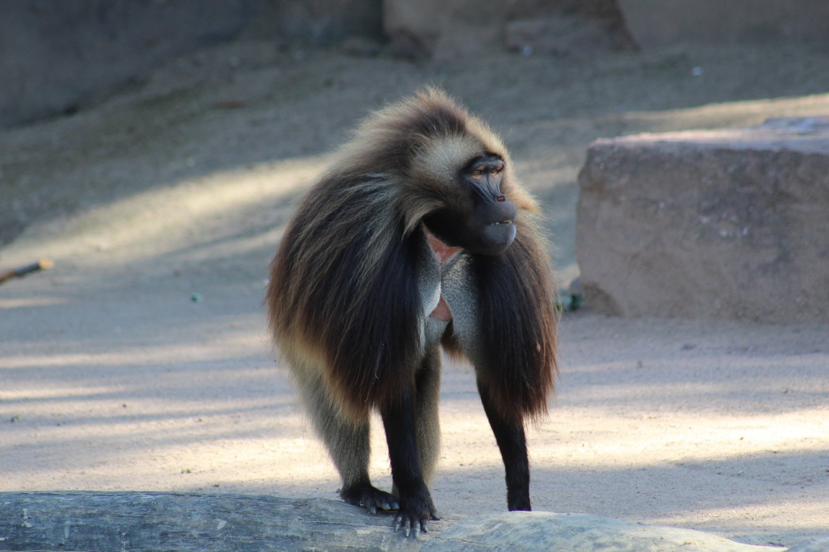 Gelada