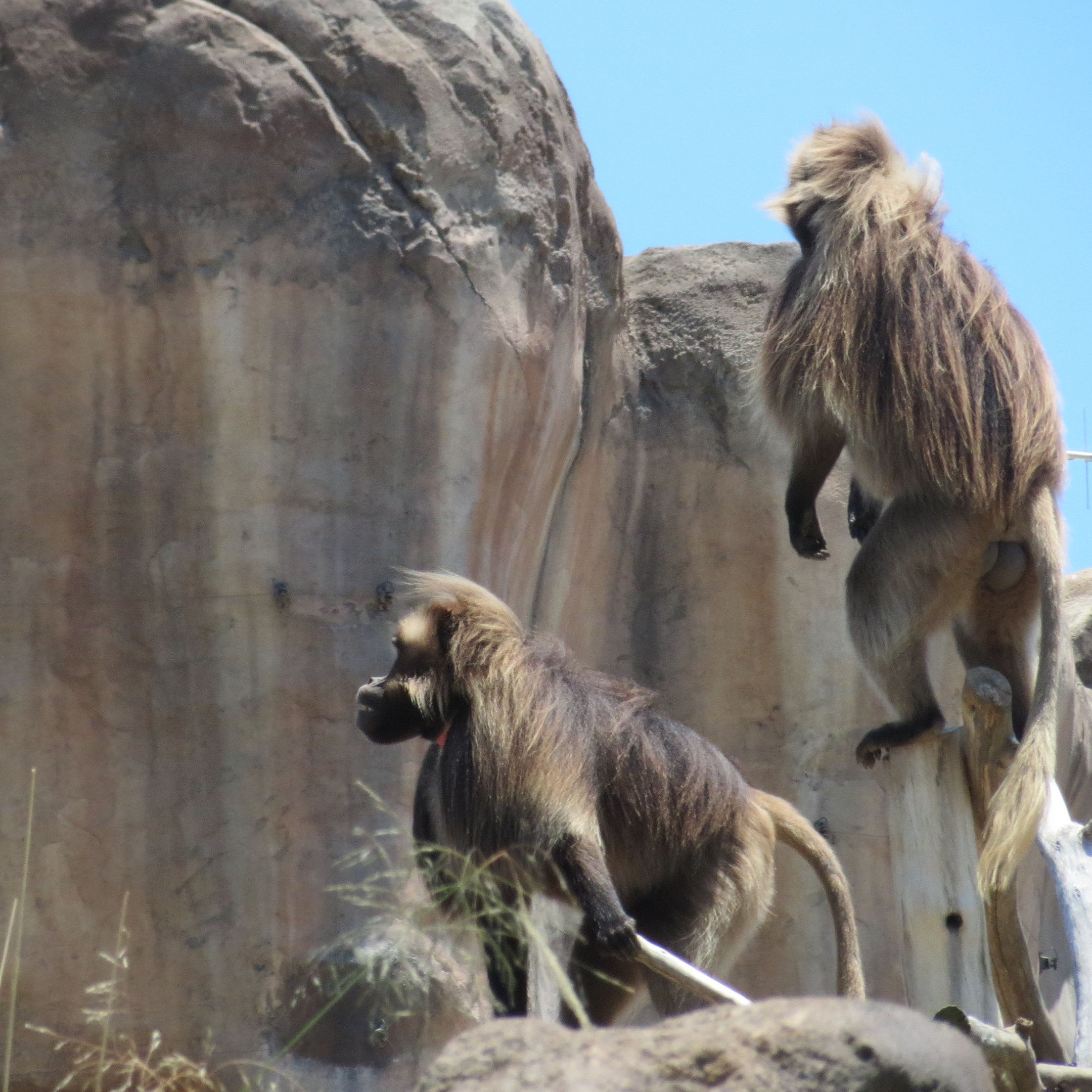 Gelada
