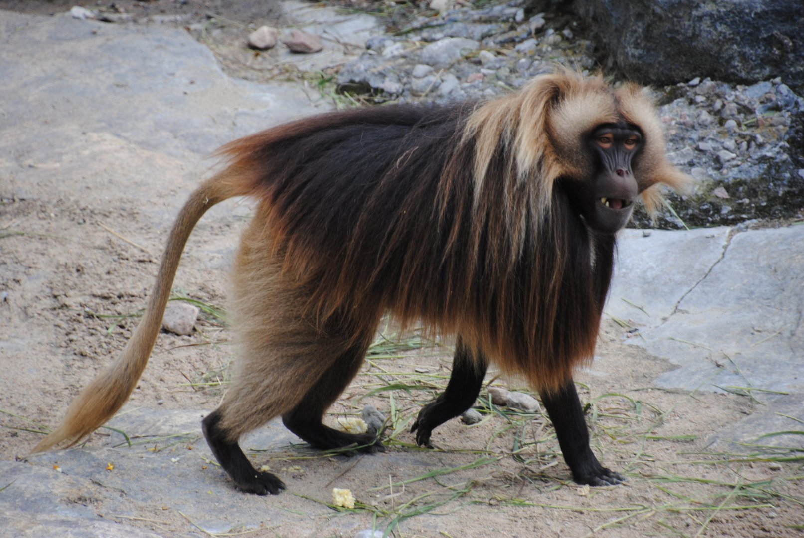 Gelada