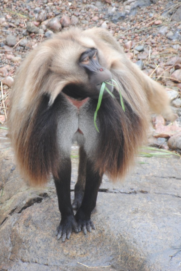 Gelada