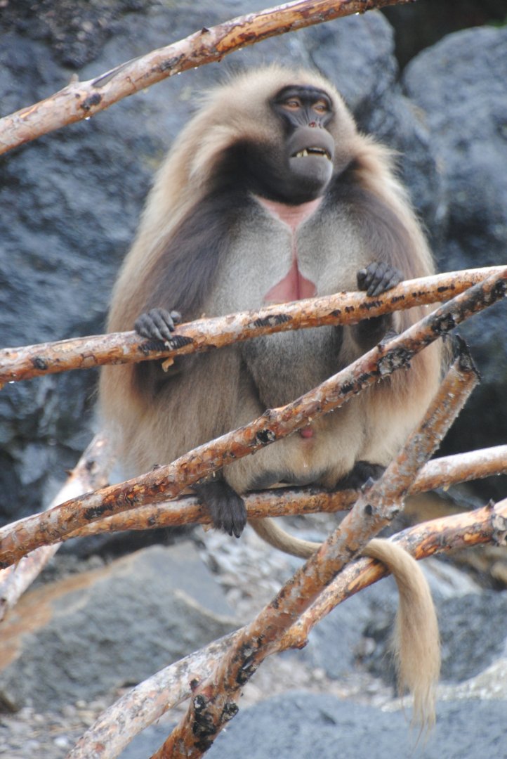 Gelada