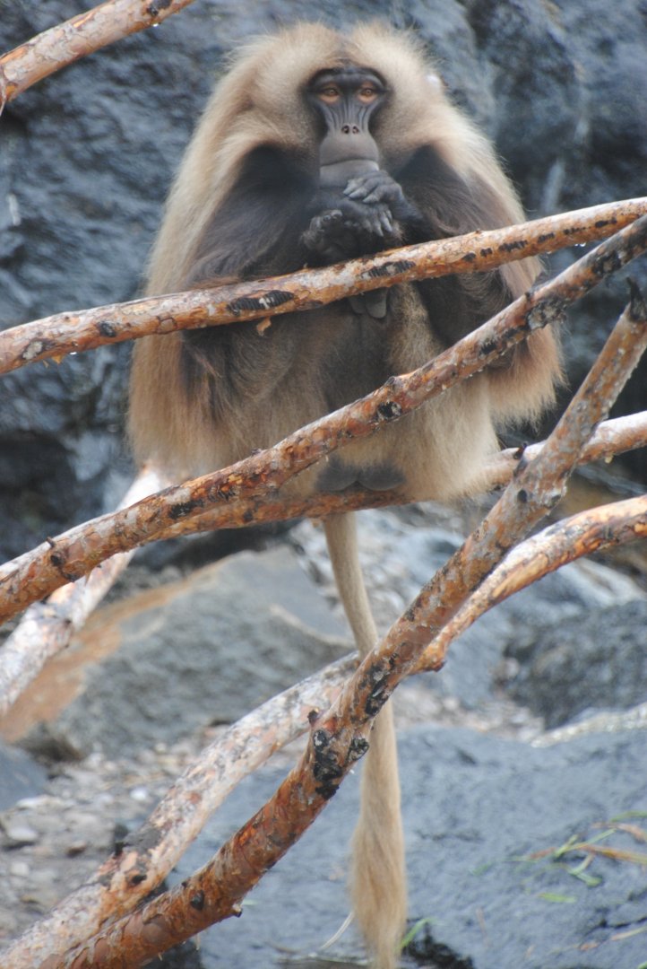 Gelada