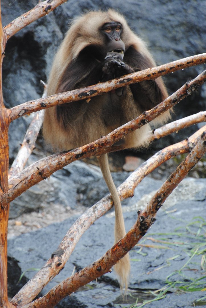 Gelada