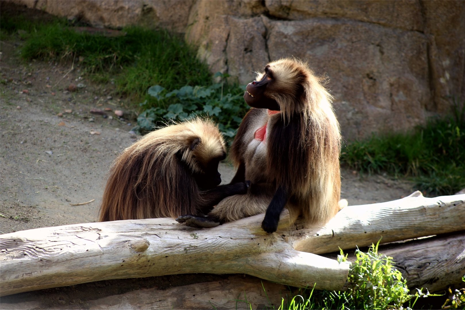 Gelada