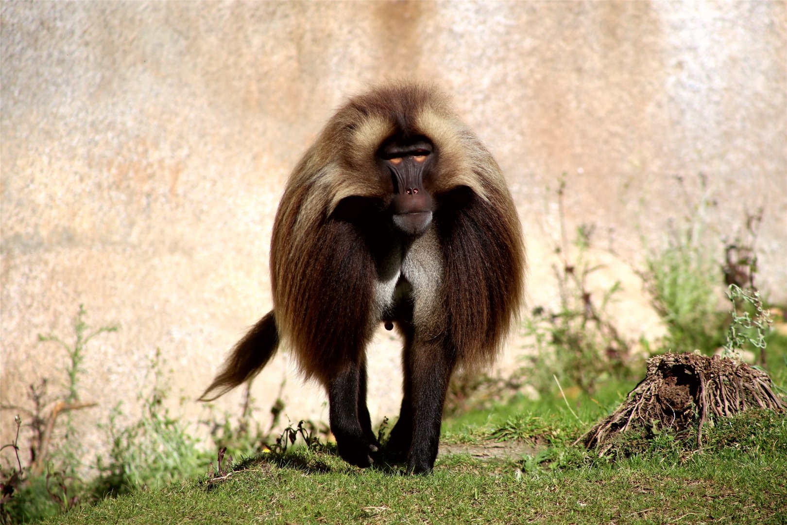 Gelada