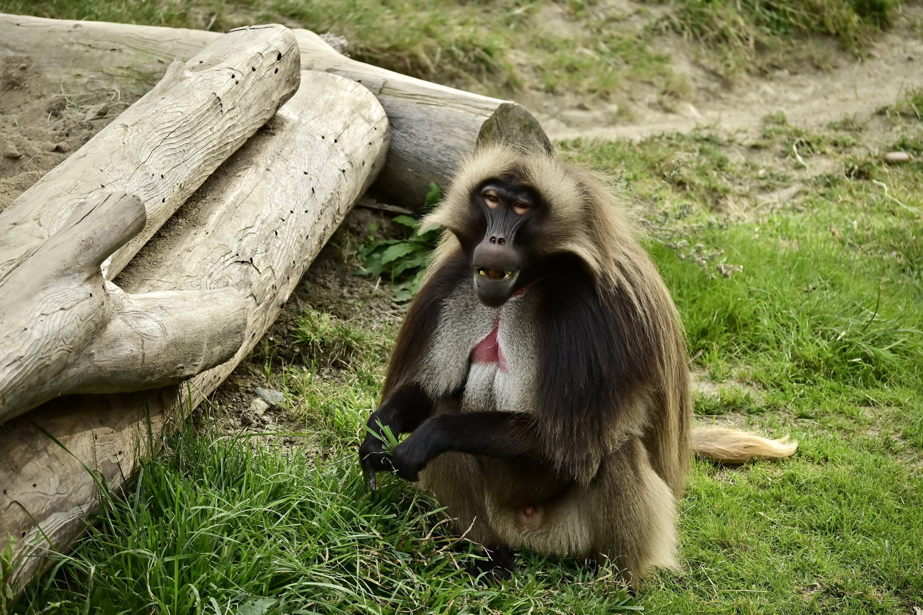 Gelada
