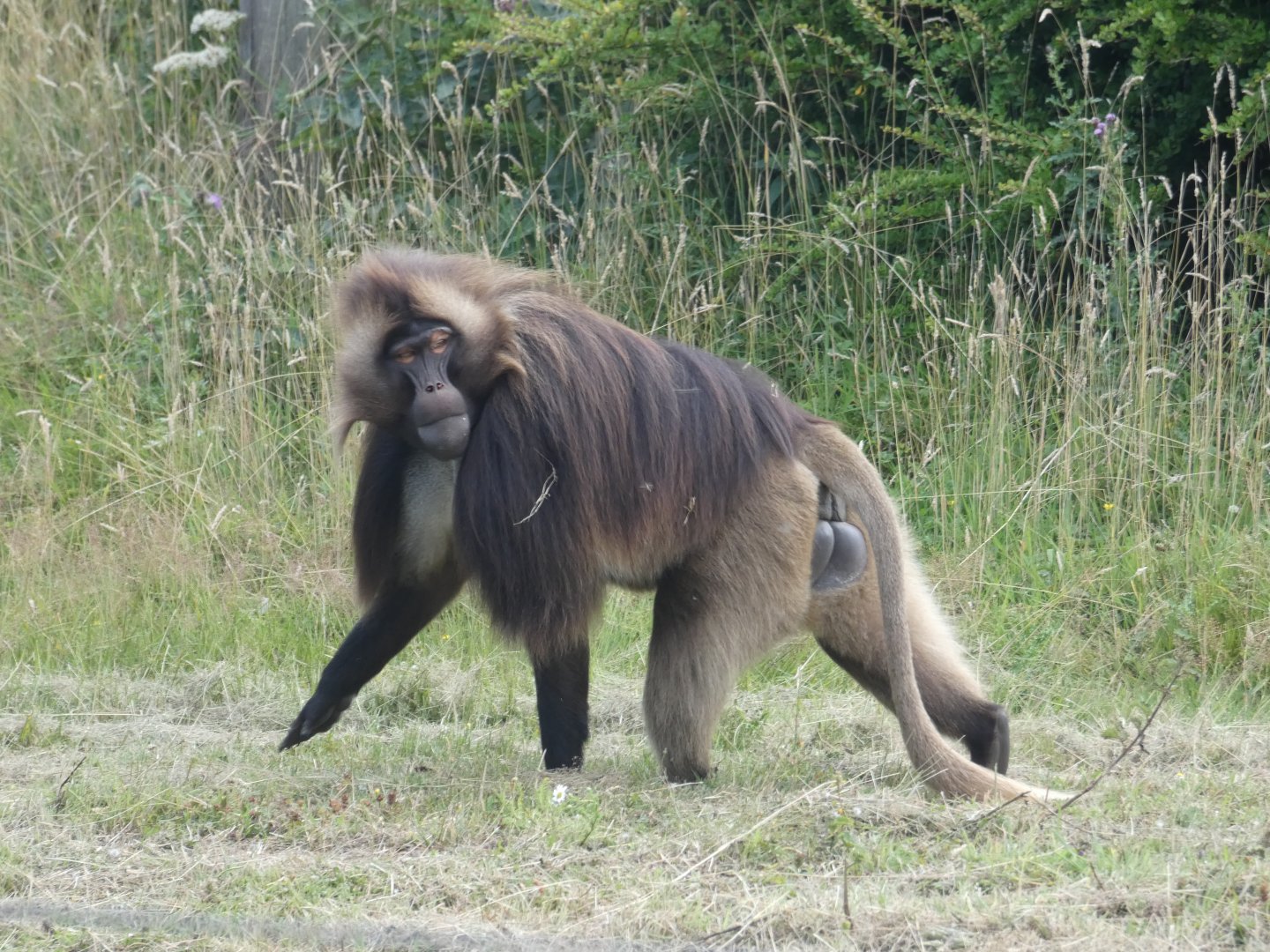 Gelada