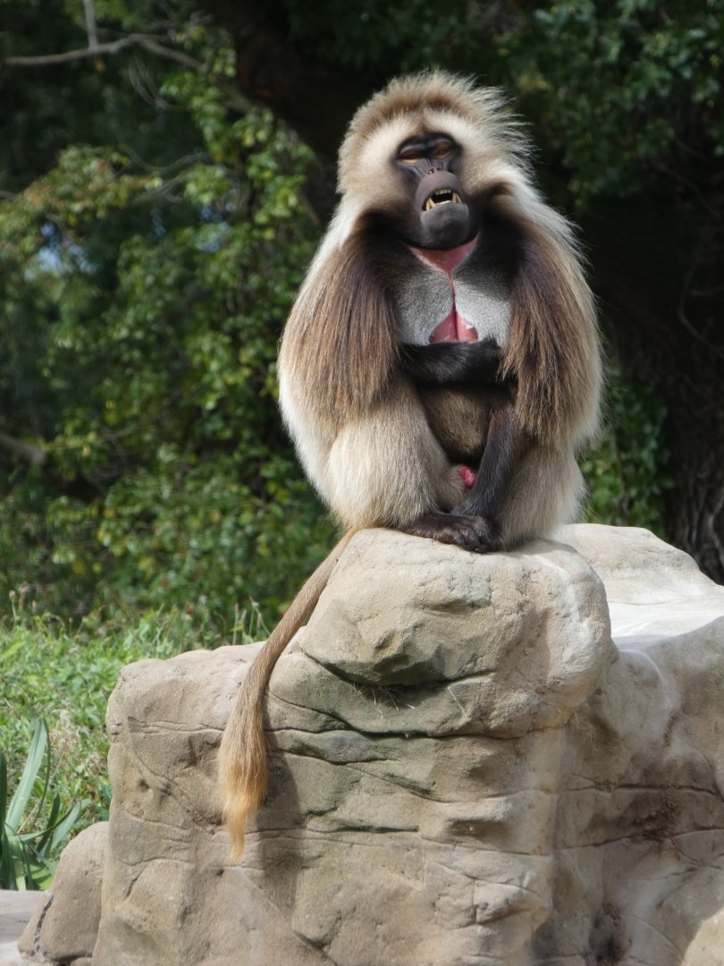 Gelada