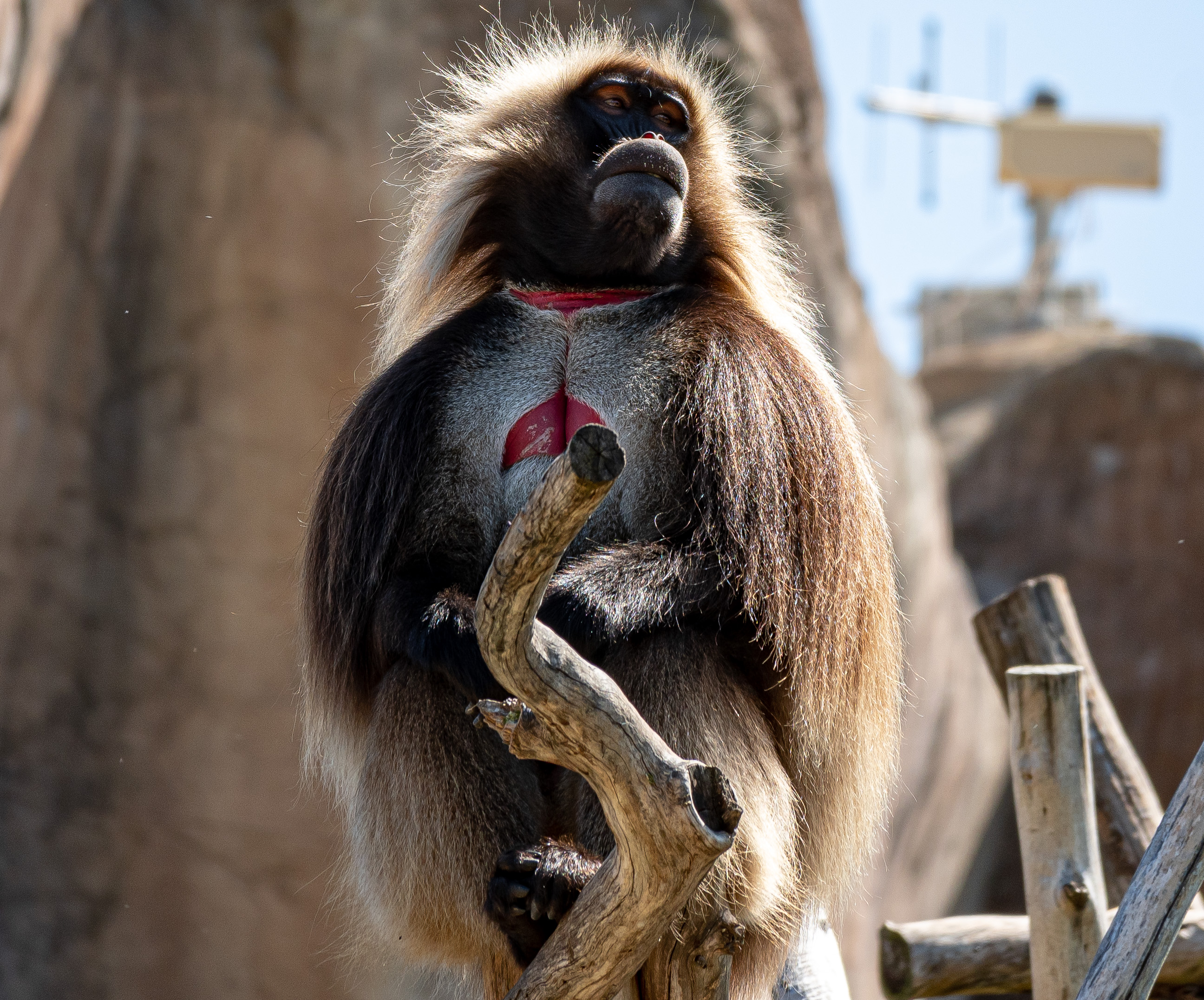 Gelada