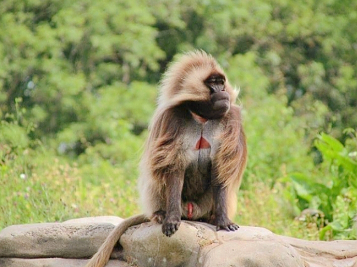Gelada