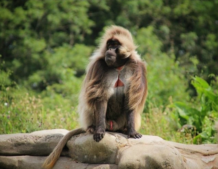 Gelada