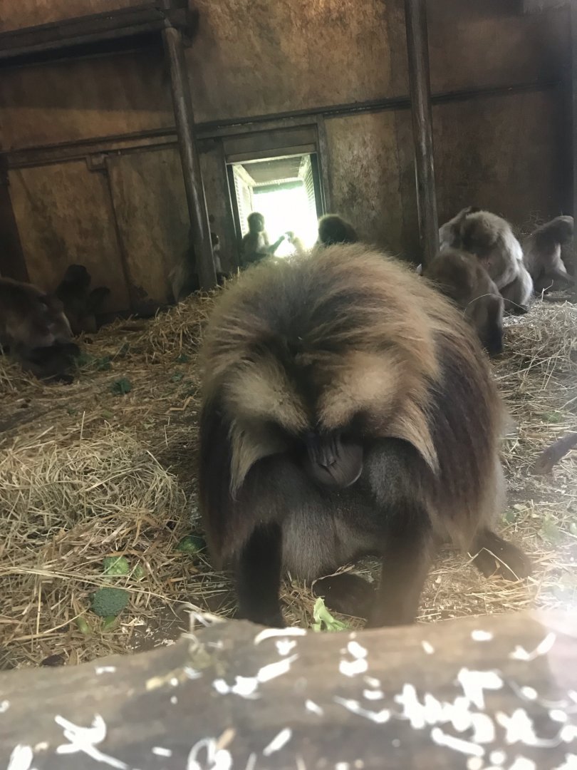Gelada