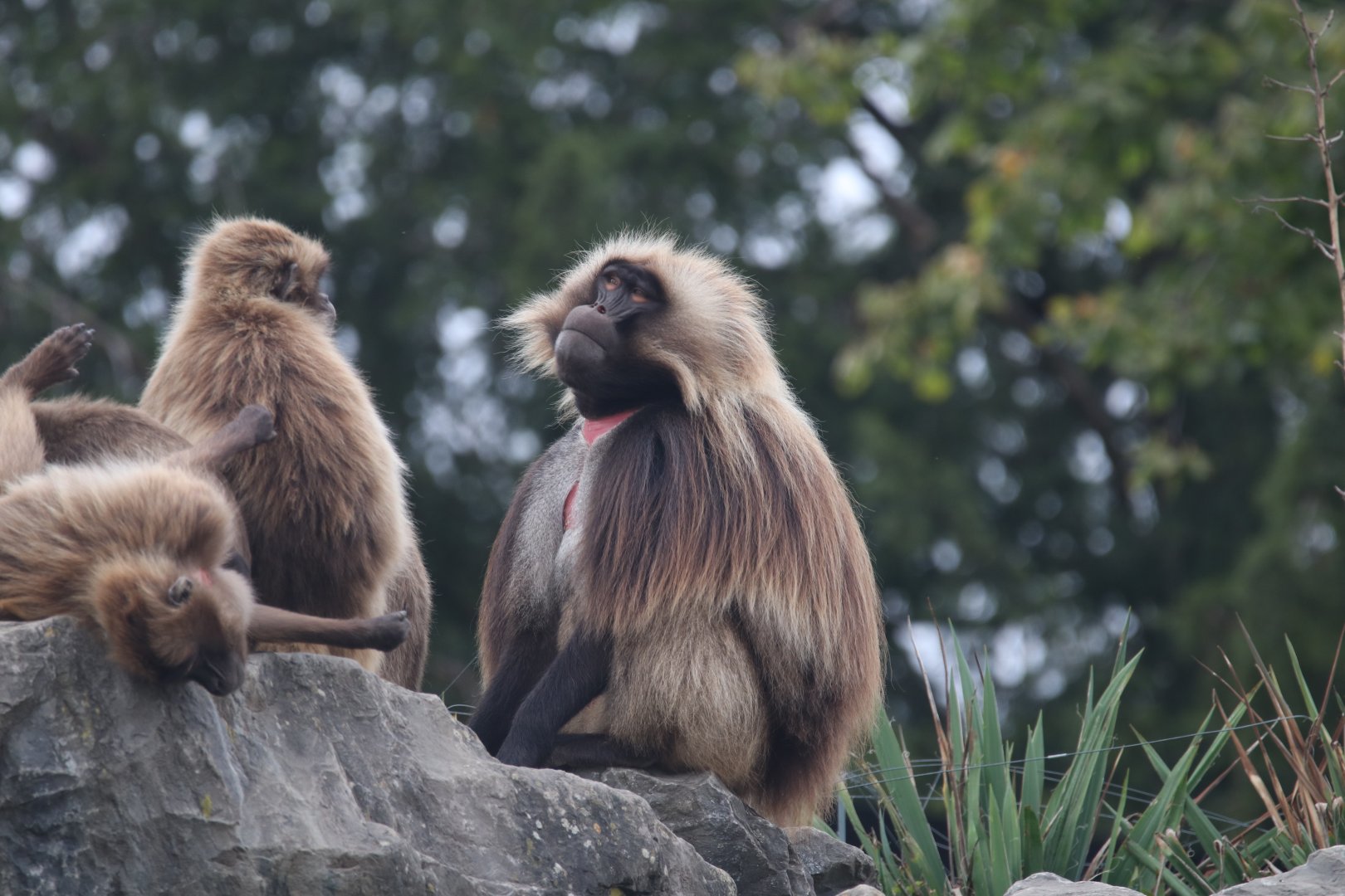 Gelada