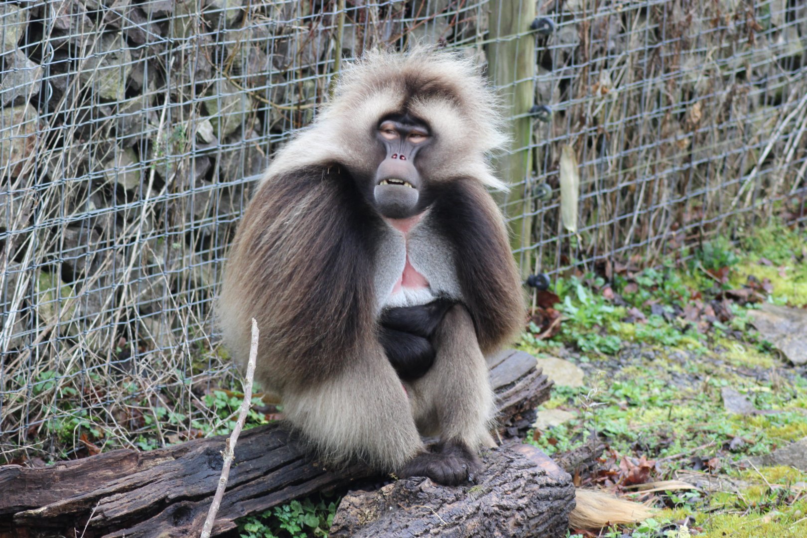 Gelada