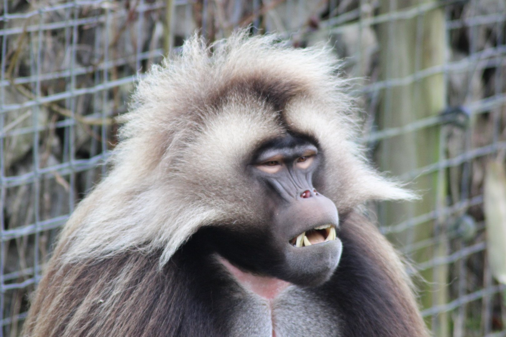 Gelada