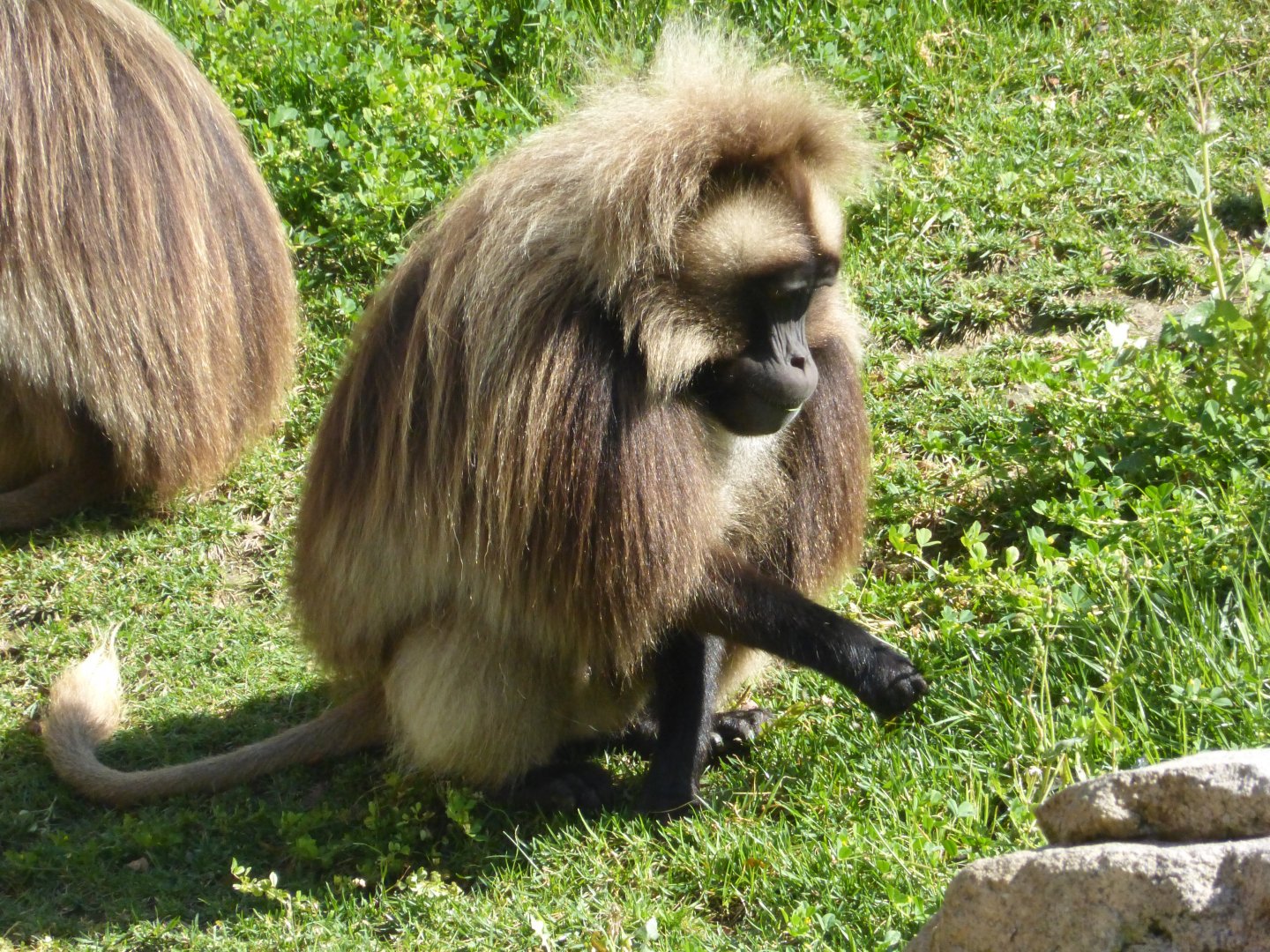 Gelada