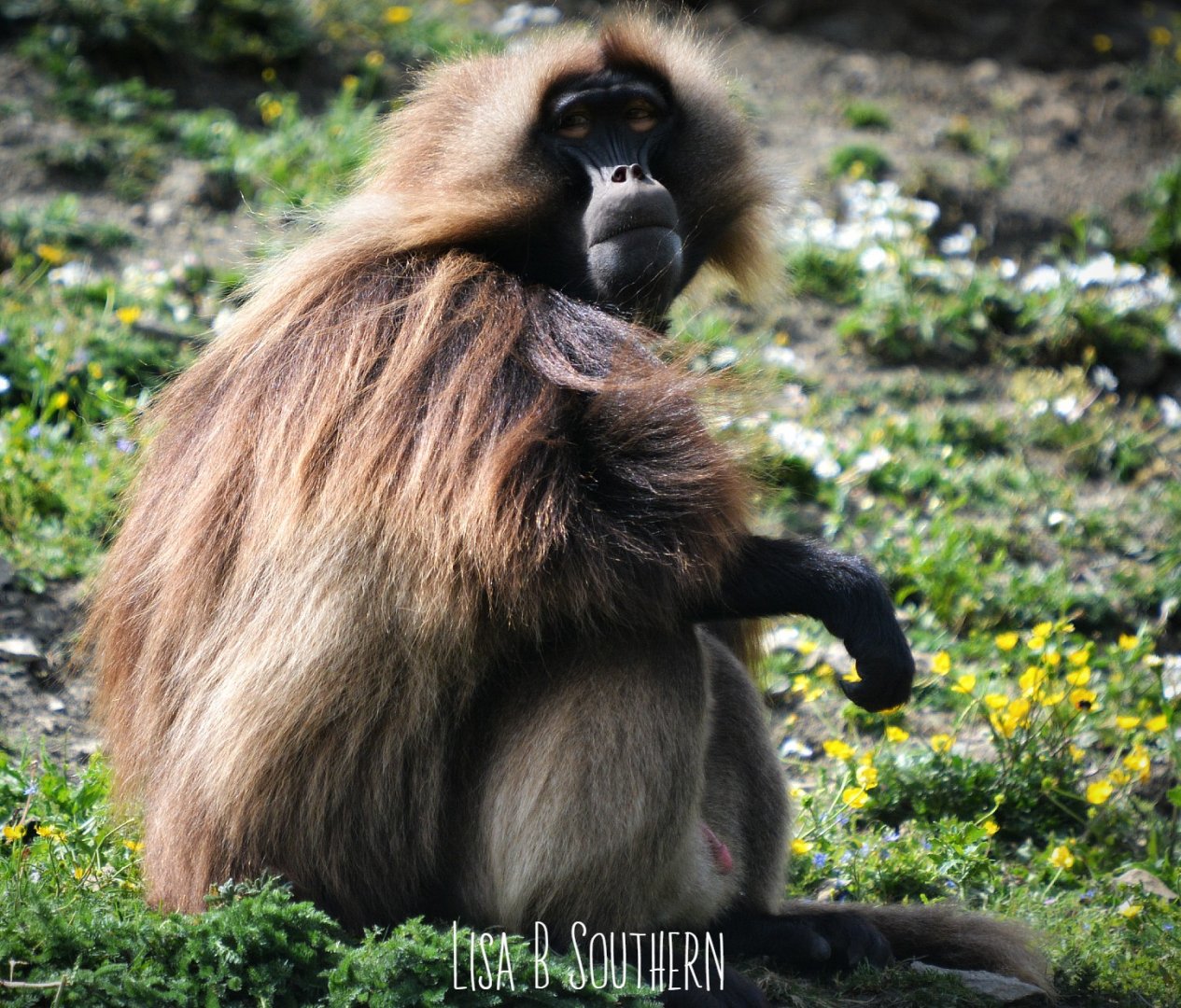 gelada