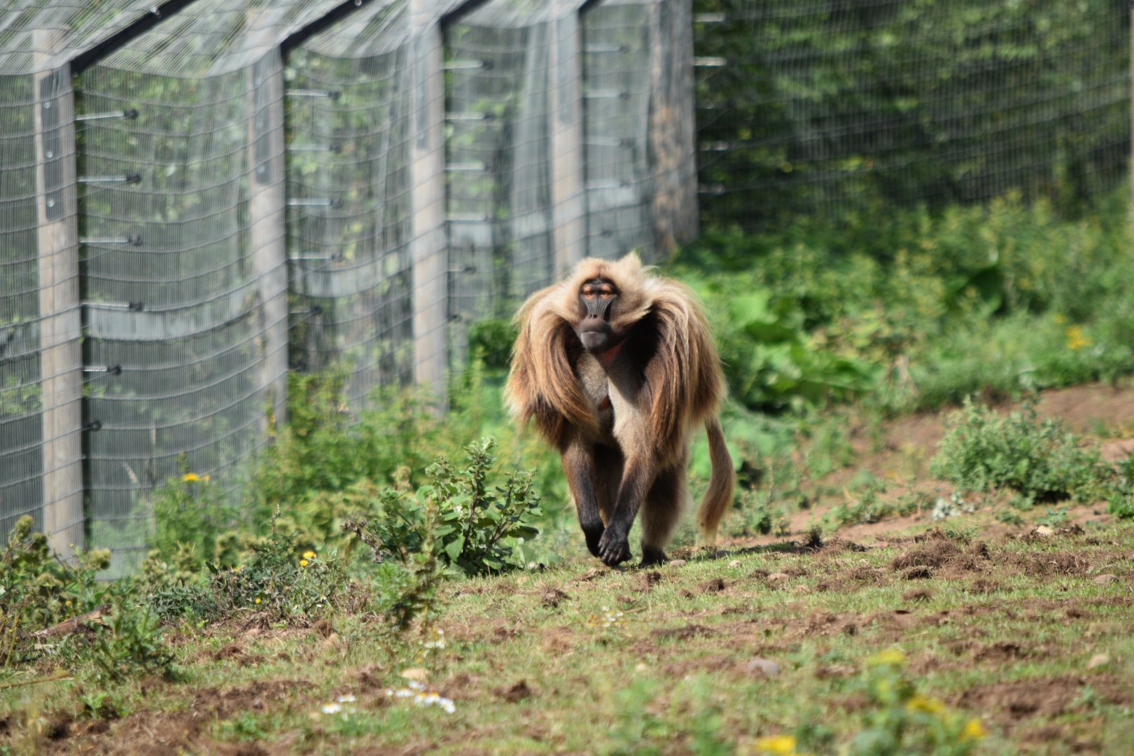 Gelada