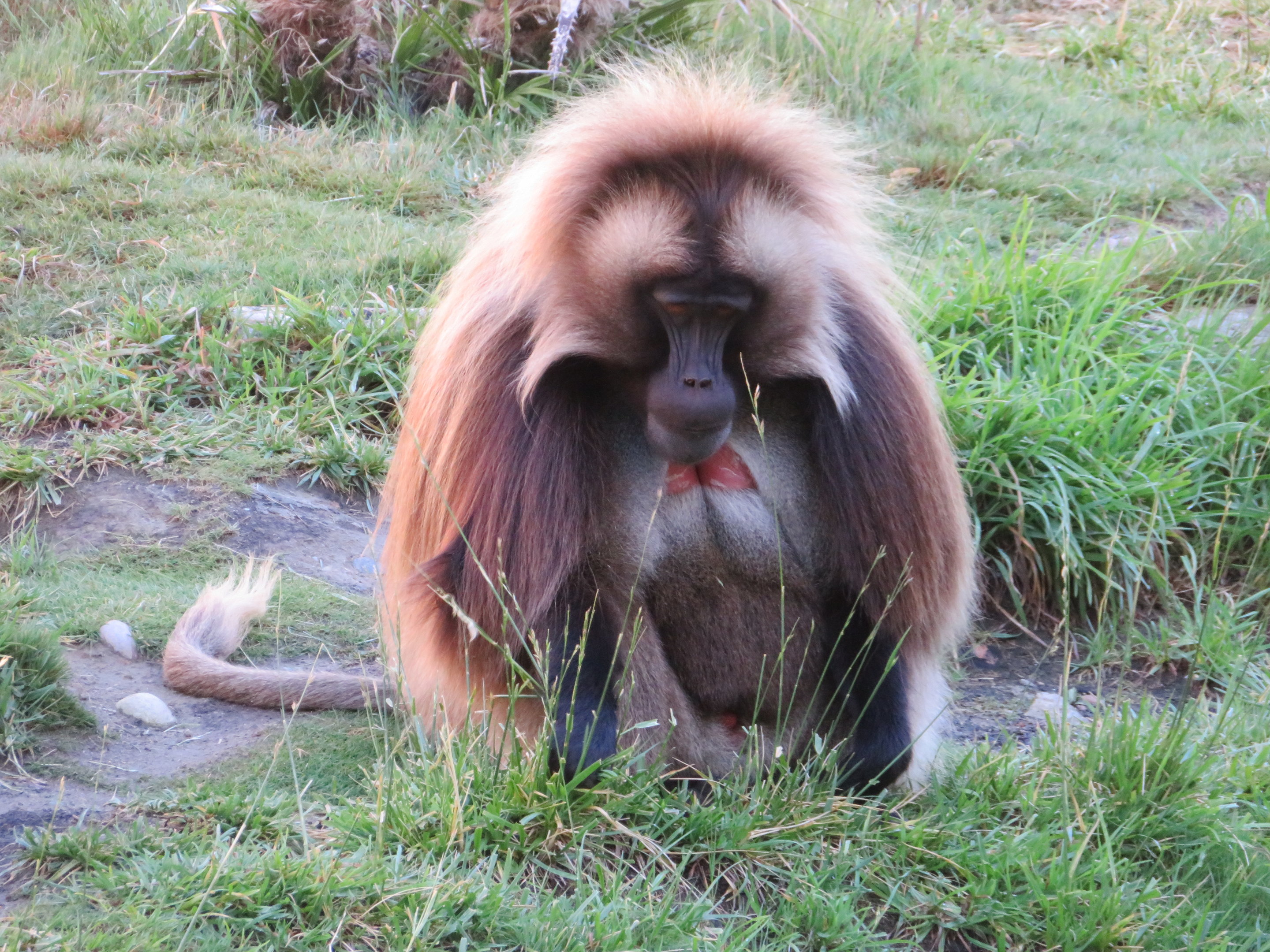 Gelada