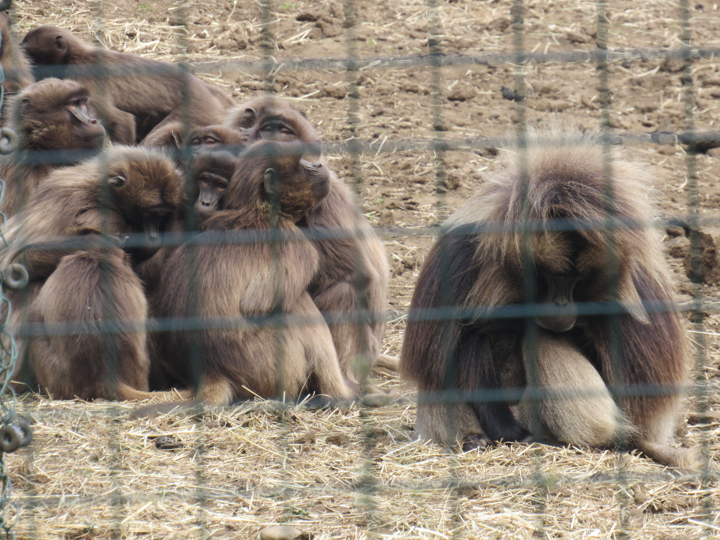Gelada