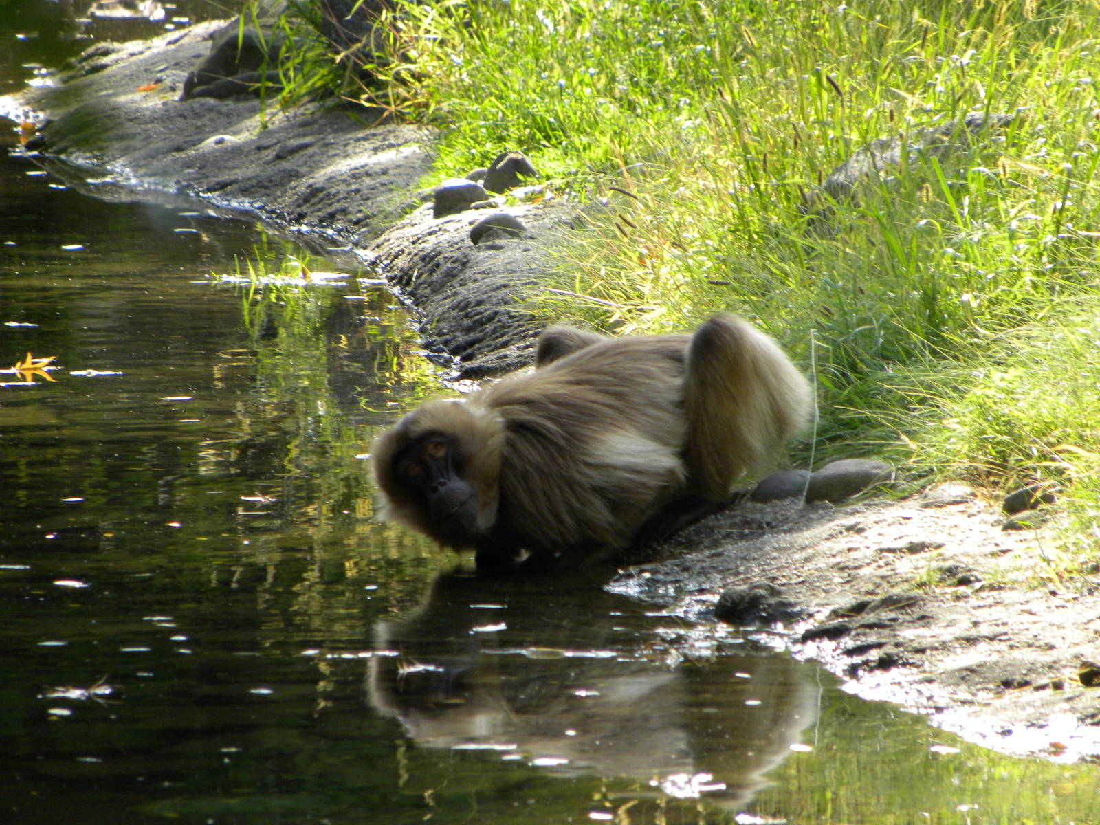 Gelada