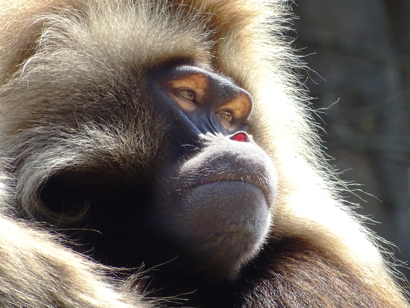 Gelada
