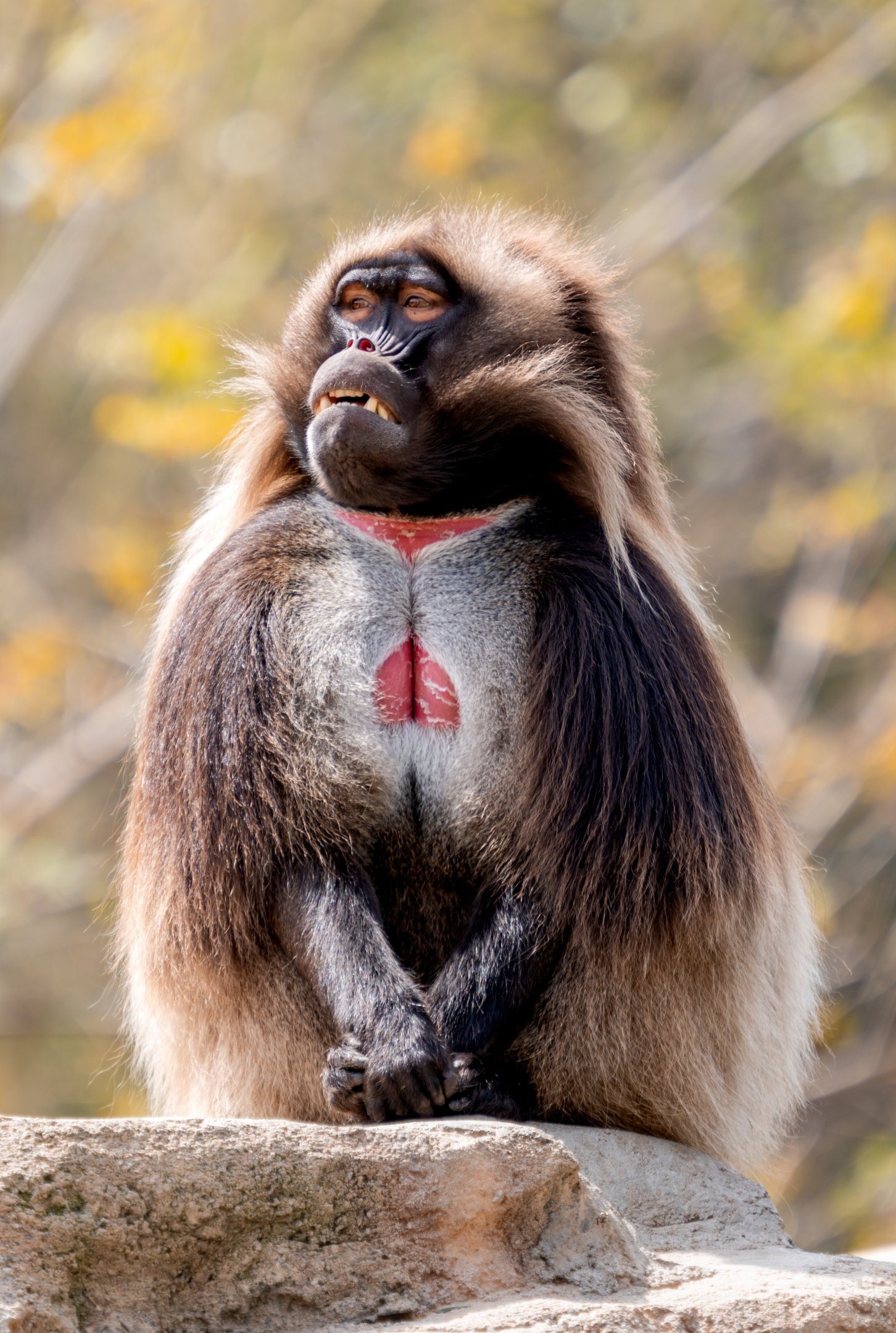 Gelada