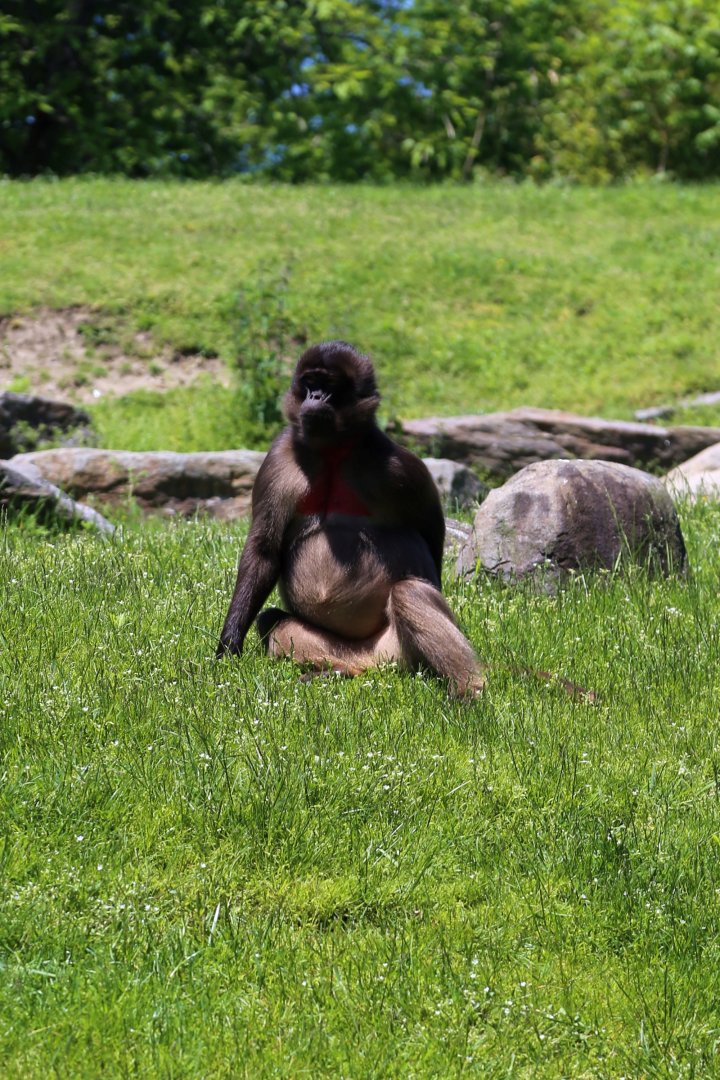 Gelada