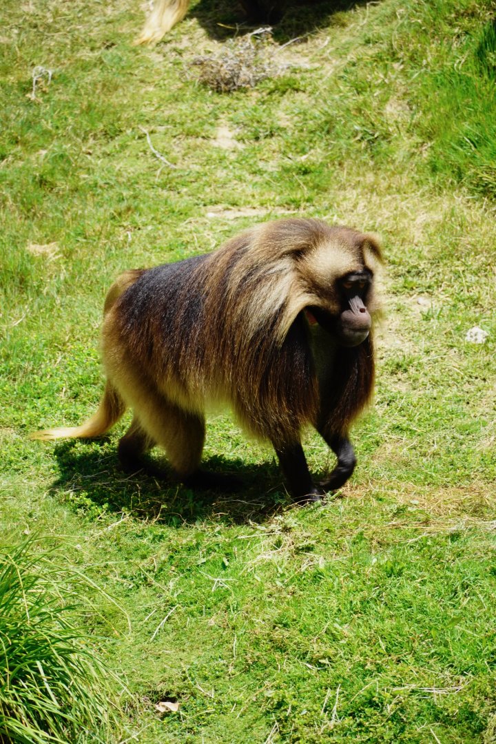 Gelada