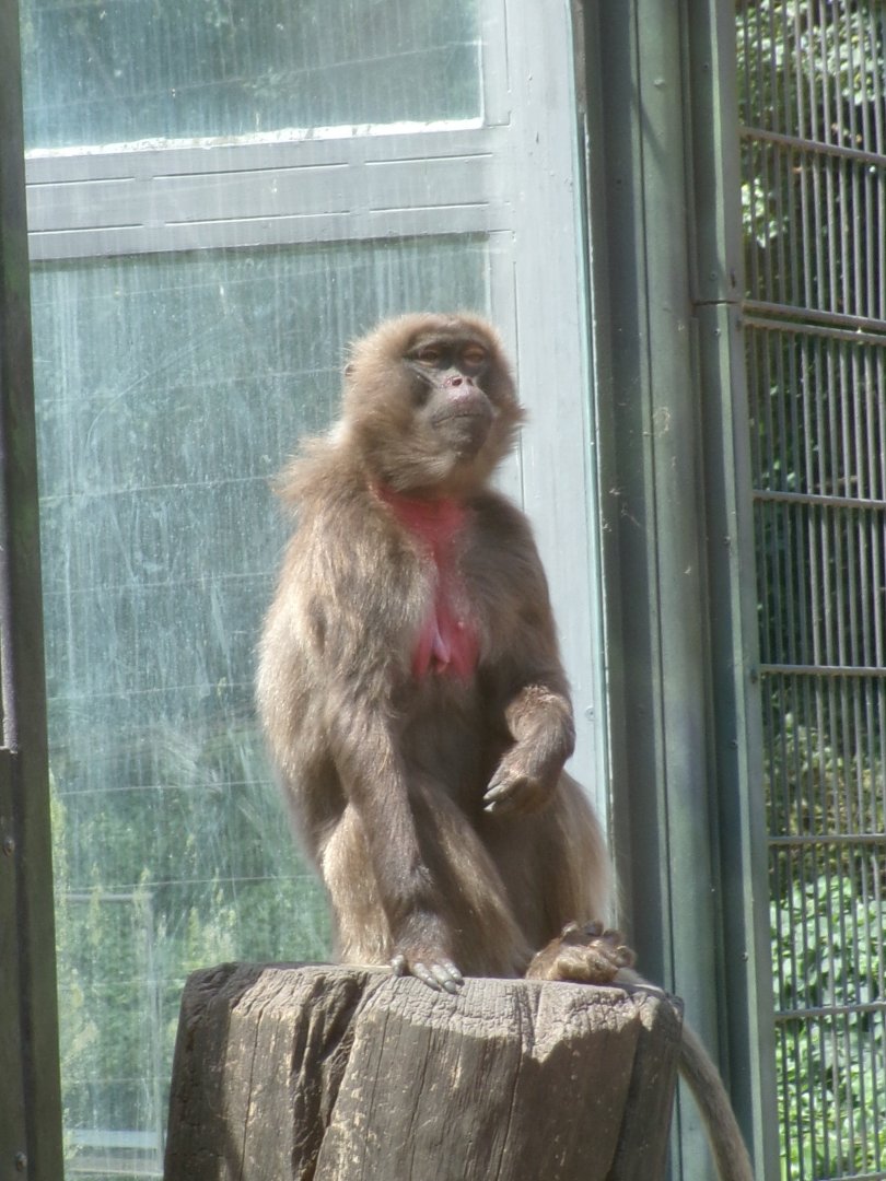 Gelada