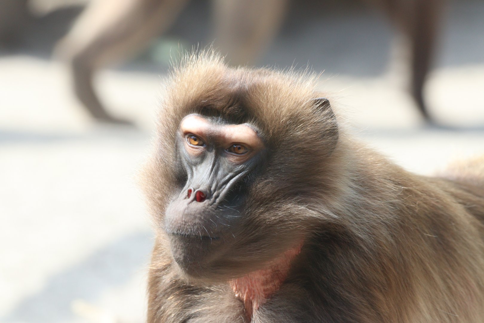 Gelada