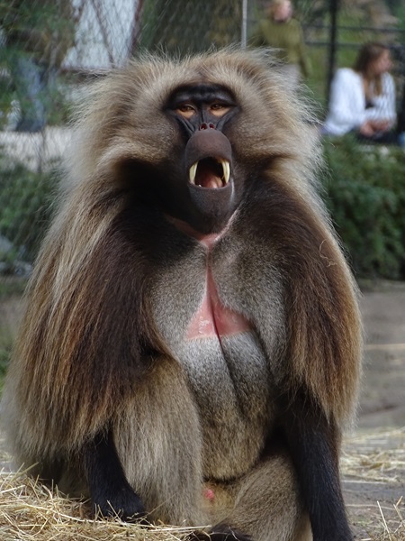 Gelada