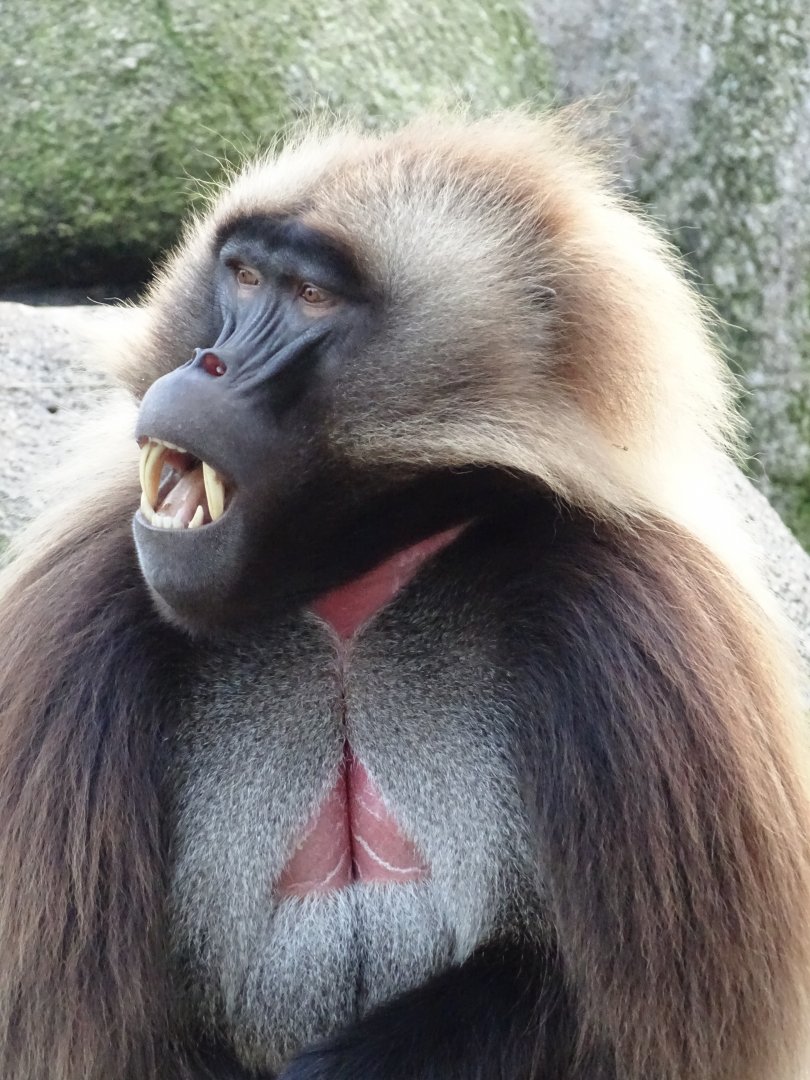 Gelada