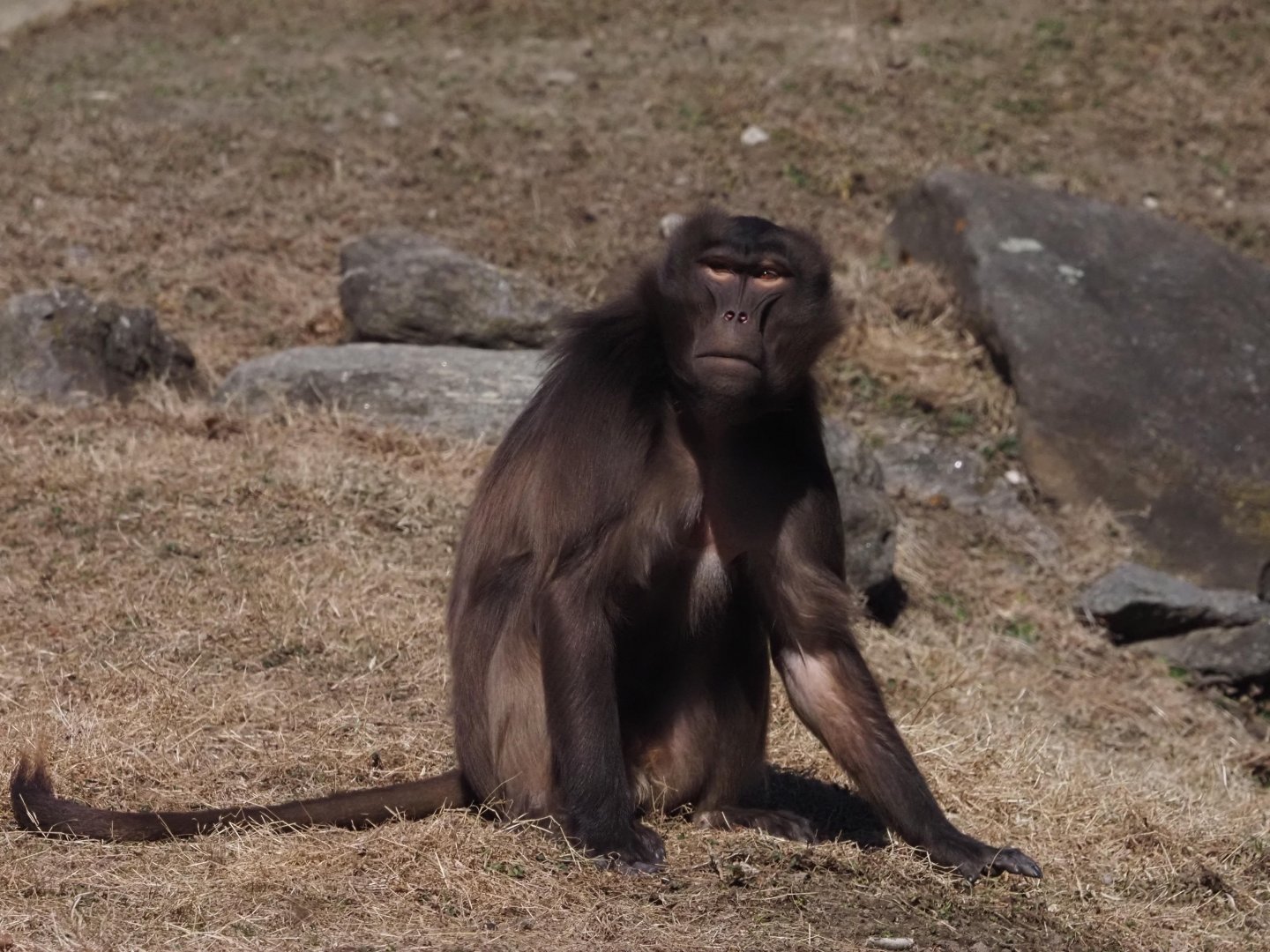 Gelada