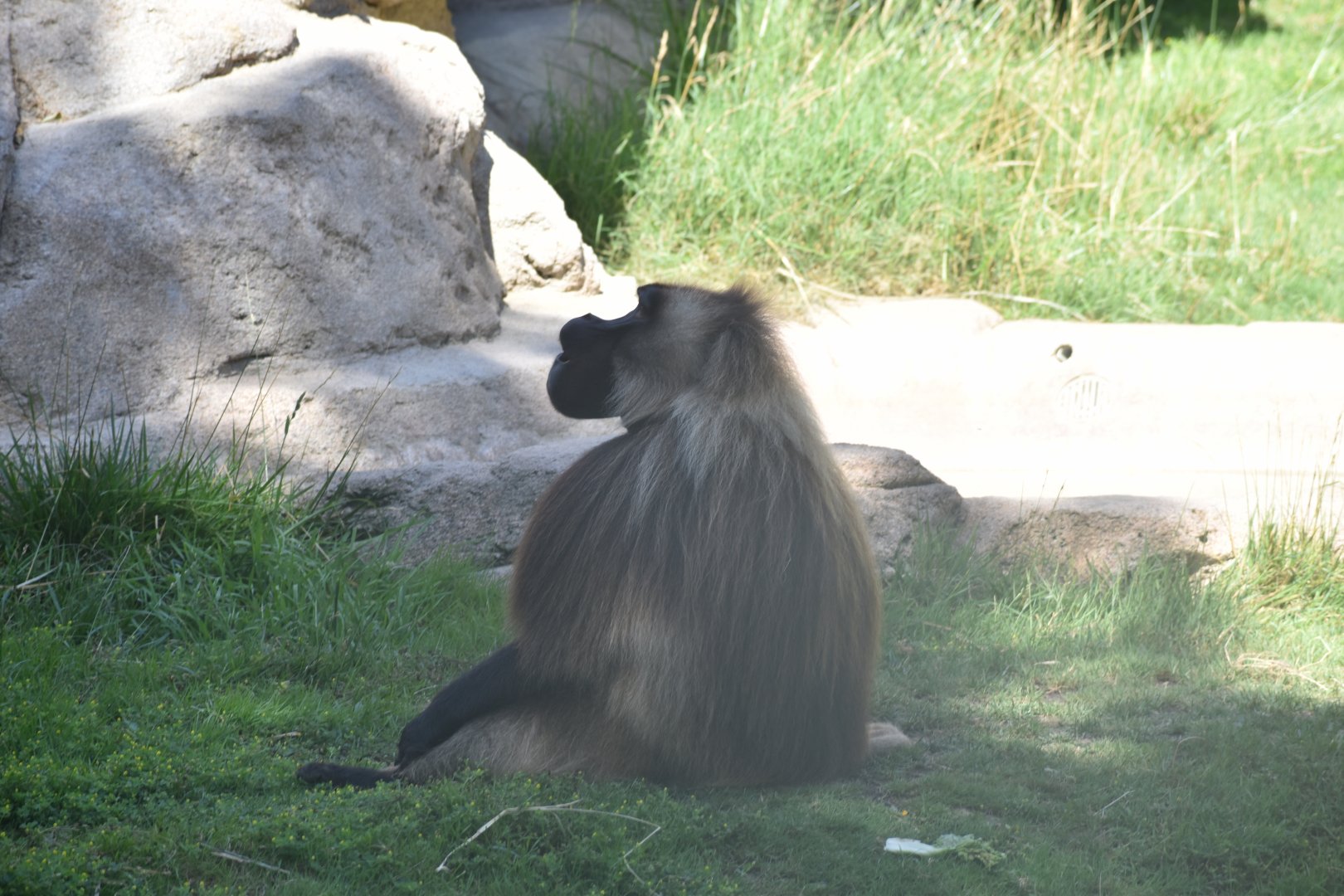 Gelada