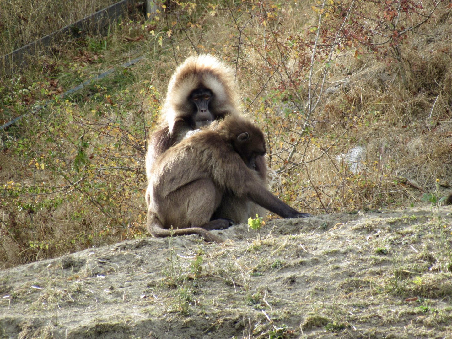 Gelada