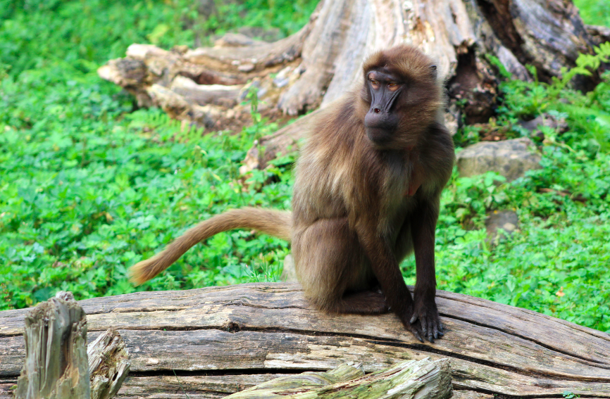 Gelada