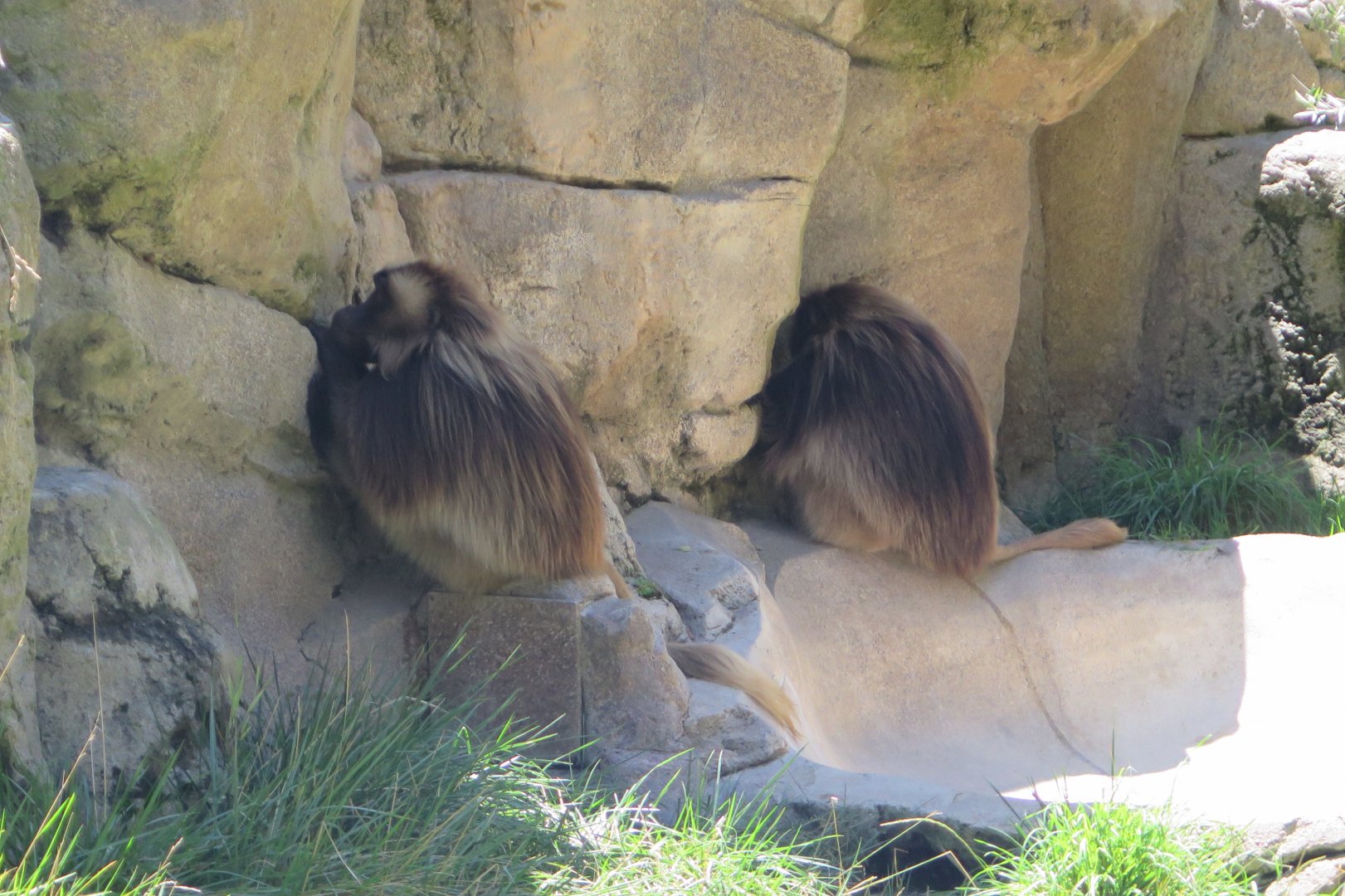 Geladas(8/23/2024)