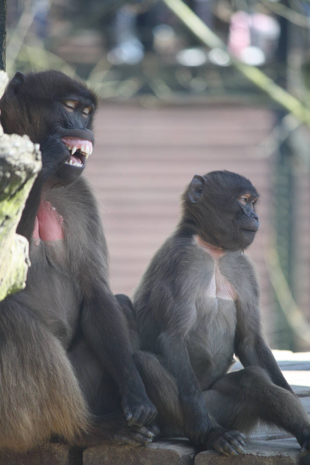 Geladas 8 April 2010